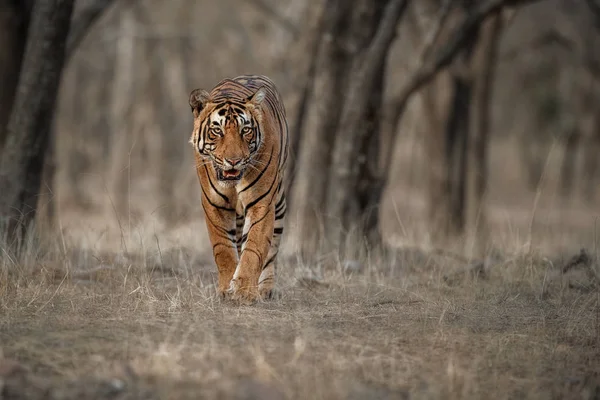 Tiger i vattnet, vilda djur — Stockfoto