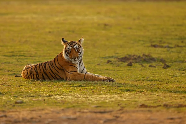 Tigre dans une belle lumière dorée — Photo