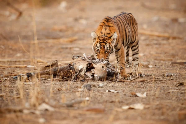 Tiger in de natuur habitat — Stockfoto