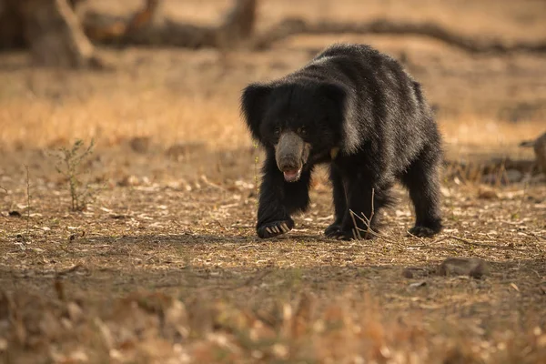 Grande urso preguiça bonita — Fotografia de Stock