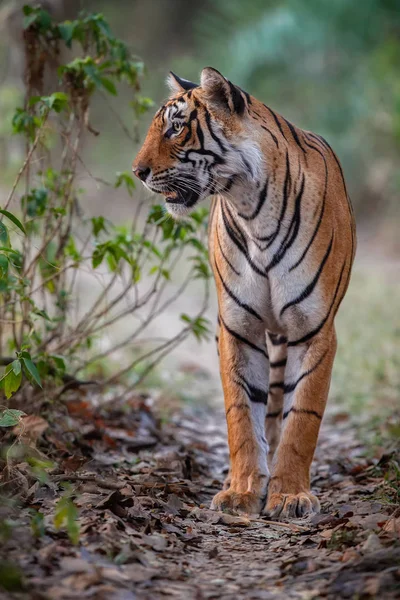 Tigre en el agua, animal salvaje — Foto de Stock