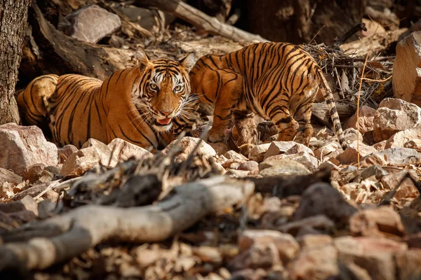 Tigrar i naturen livsmiljöen — Stockfoto