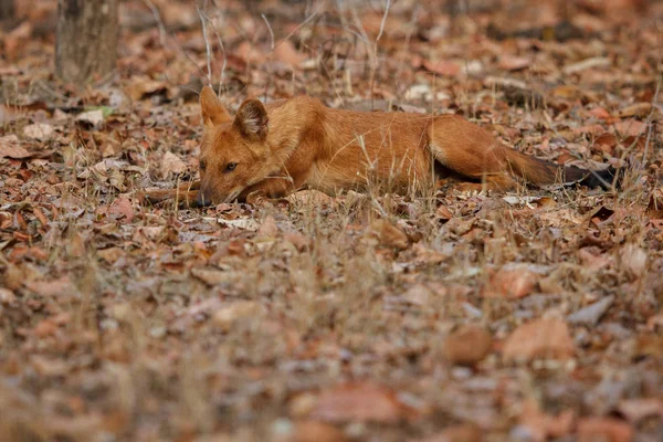 Cão selvagem indiano — Fotografia de Stock