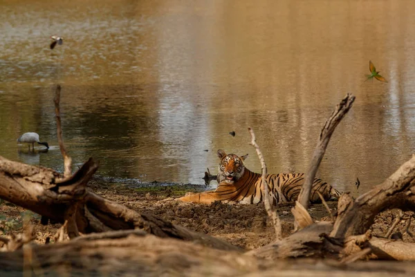 Tiger im natürlichen Lebensraum — Stockfoto