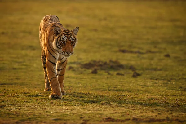 Tigre dans une belle lumière dorée — Photo