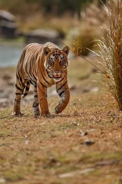 Tigre nell'habitat naturale — Foto Stock
