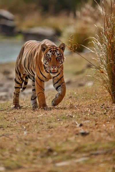 Tiger in the nature habitat — Stock Photo, Image