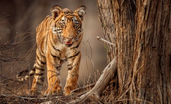 Tiger in de natuur habitat — Stockfoto