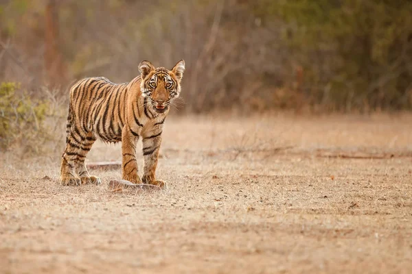 Tiger in de natuur habitat — Stockfoto