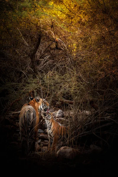 Tigre hembra y su cachorro — Foto de Stock