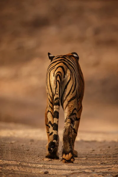 Royal bengal tiger baksida — Stockfoto