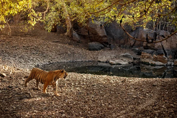 Тигр в воде, дикое животное — стоковое фото