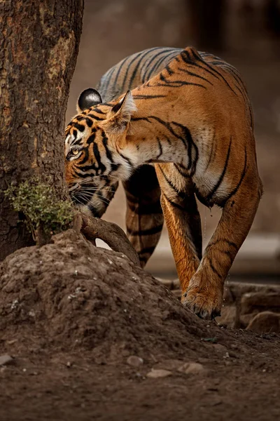 Tiger i naturen livsmiljöen — Stockfoto