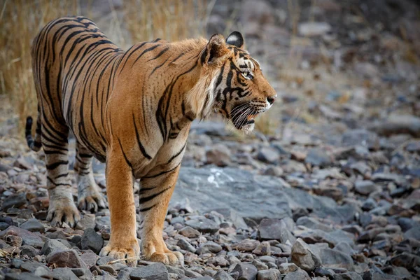 Tigre dans l'habitat naturel — Photo