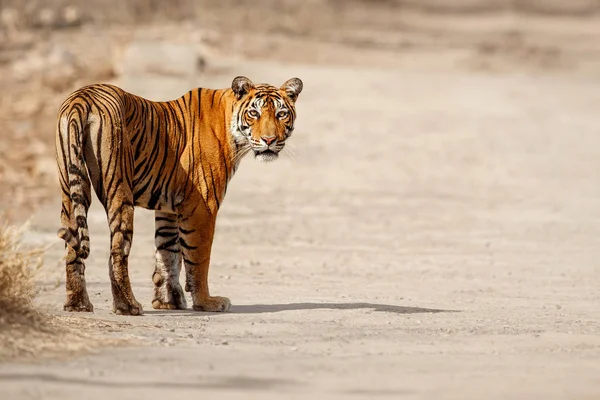 Tigre dans l'habitat naturel — Photo