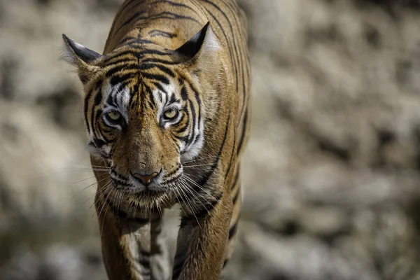 Τίγρη στον βιότοπο φύση — Φωτογραφία Αρχείου