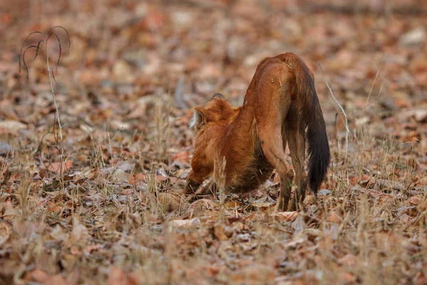 Perro salvaje indio — Foto de Stock