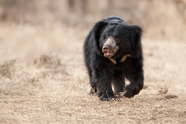 Grande urso preguiça bonita — Fotografia de Stock