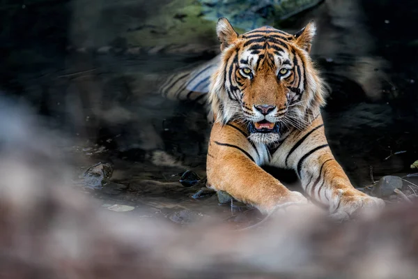 Tiger i naturen livsmiljöen — Stockfoto