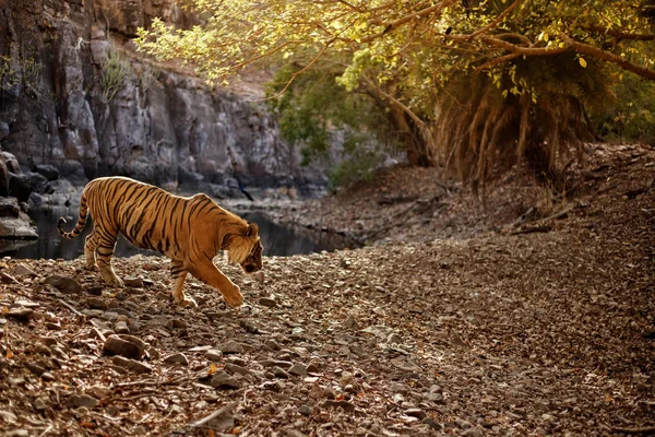 Tiger i vattnet, vilda djur — Stockfoto