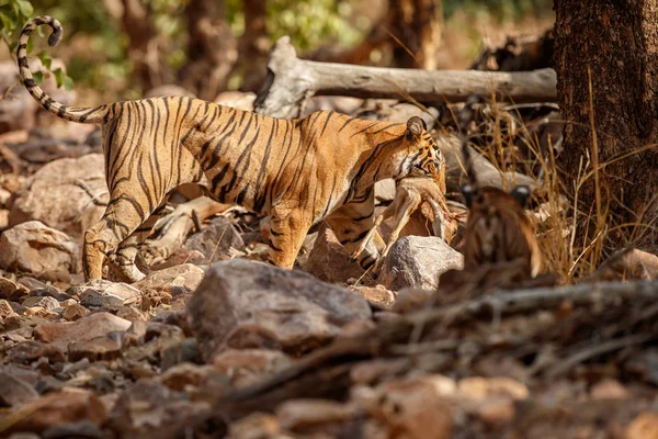 Tigres no habitat natural — Fotografia de Stock