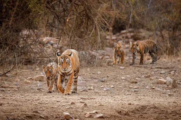 Tigres no habitat natural — Fotografia de Stock