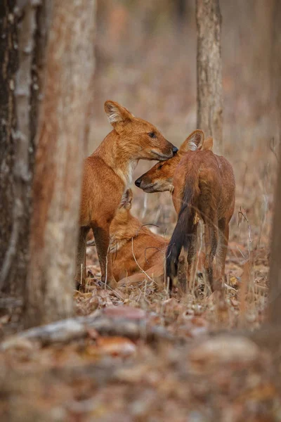 Індійська дикі собаки — стокове фото