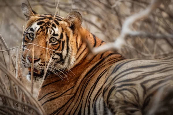 老虎在水中，野生动物 — 图库照片