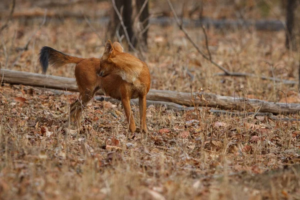 Cão selvagem indiano — Fotografia de Stock