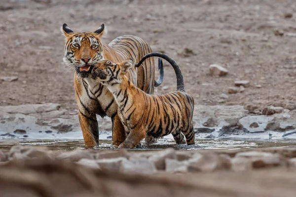Tiger female and her cub