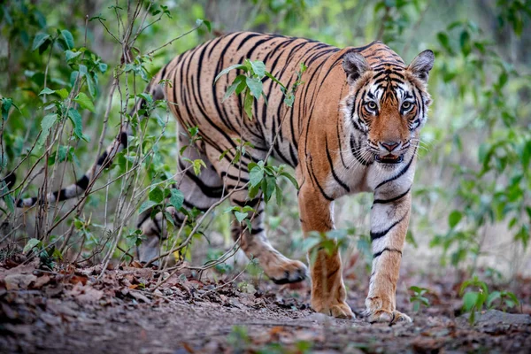 Tiger i vattnet, vilda djur — Stockfoto