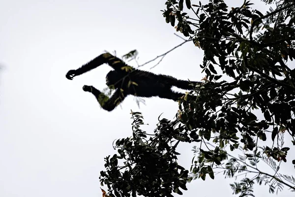 Gibbon alto em uma árvore — Fotografia de Stock