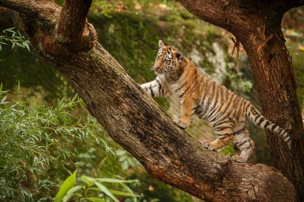 Tiger in the nature habitat — Stock Photo, Image