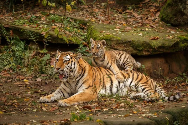 Tygří žena a její mládě — Stock fotografie