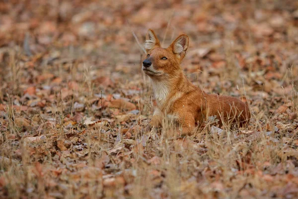 Cão selvagem indiano — Fotografia de Stock