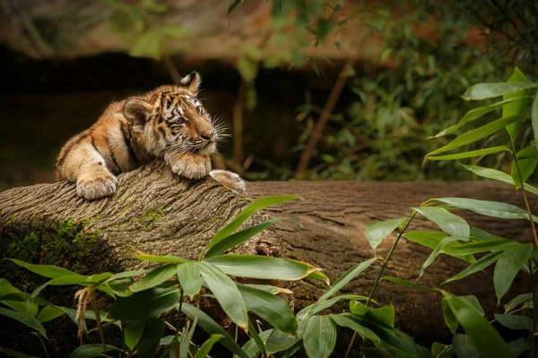 Tiger in the nature habitat — Stock Photo, Image