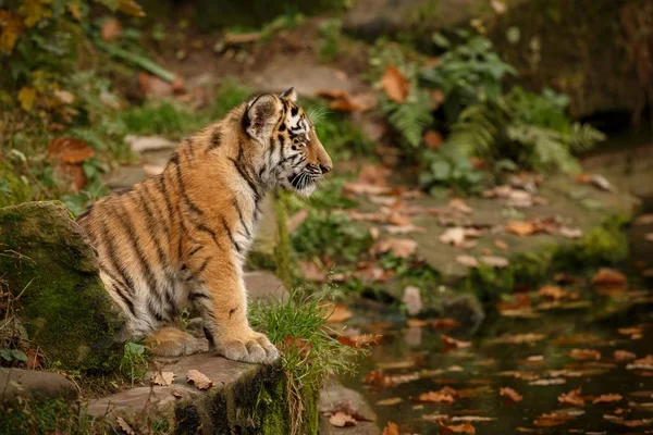 Тигр в природной среде обитания — стоковое фото