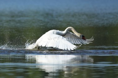 Kuğu erkek izler ve onun gölde, doğa habitat korkutuyor