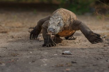 Komodo dragon güzel doğa ortamlarında