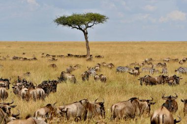 Masai Mara büyük göç 