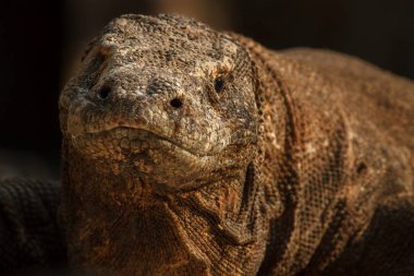 Komodo dragon güzel doğa ortamlarında