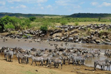 Masai Mara büyük göç 