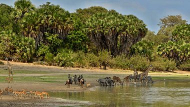 Büyük göç Masai Mara, Kenya, Tanzanya