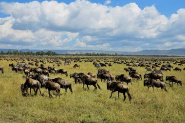 Masai Mara büyük göç 