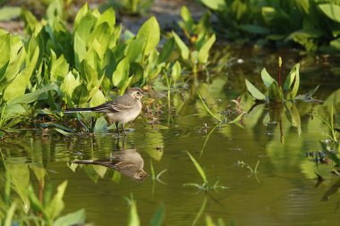 Güzel Avrupa Su kuşu