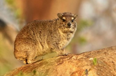 Rock hyrax in the beautiful nature habitat  clipart