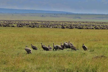 Masai Mara büyük göç 