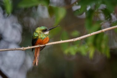 Kızıl kuyruklu Jakamar doğa ortamlarında bir ağaç üzerinde 