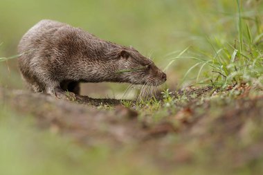 Nehir su samuru, yüzme hayvan