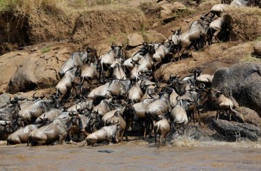Wildbeest büyük göç sırasında doğa ortamlarında 